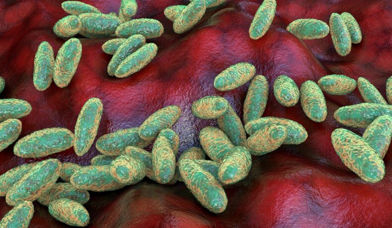 Model #D calculator cu Yestina pestis, bacteria ce cauzează ciuma. Bacteria e verde cu galben, fundaul e roșu, ca țesutul