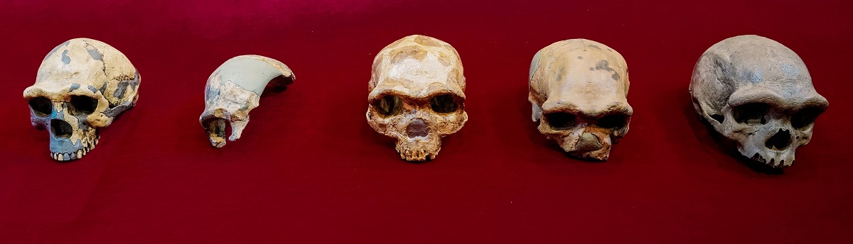 5 cranii ale unor specii aproiate oamenilor, pe un fundal roșu