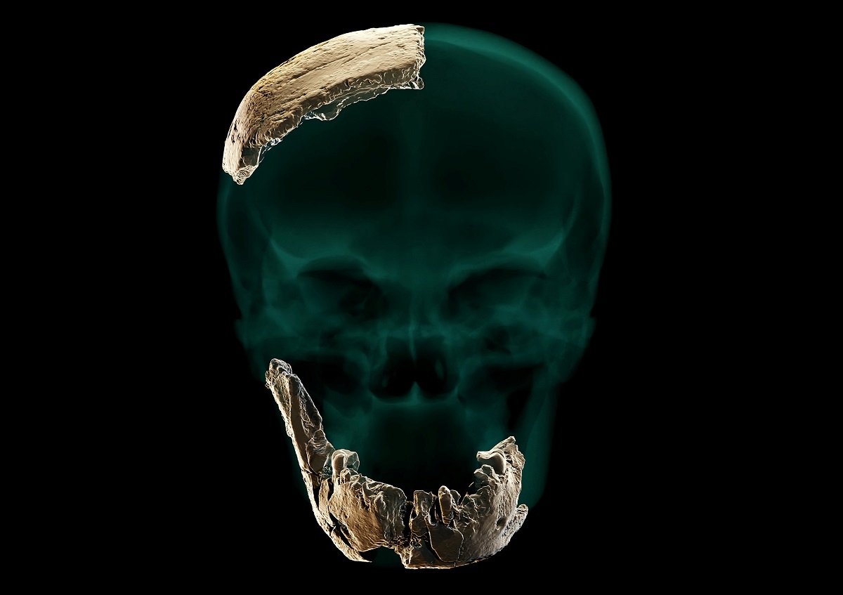 Model 3D Homo Nesher Ramla, cu mandibula și porțiunea de craniu