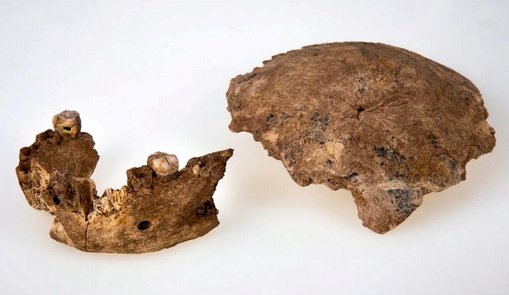 Fragmente craniu specie Homo Nesher Ramla. Fragment de craniu și mandibulă, pe fundal alb
