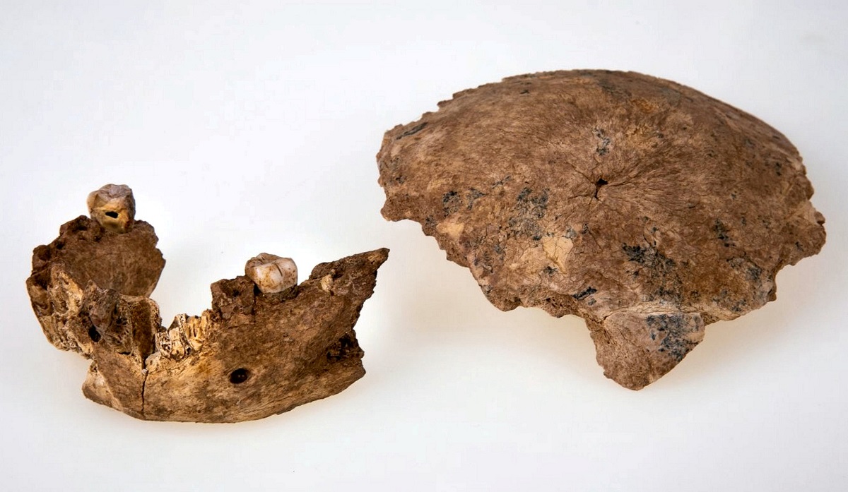 Fragmente craniu specie Homo Nesher Ramla. Fragment de craniu și mandibulă, pe fundal alb. Face parte dintr-un grup de oameni antici