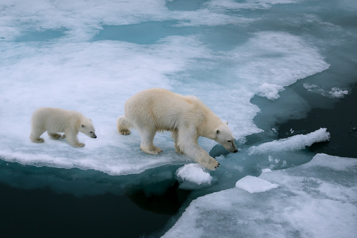 O mamă urs polar cu puiul ei, mergând pe gheață și apă