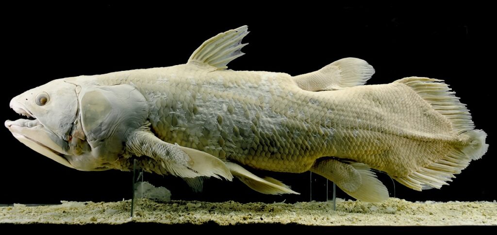 Peștele care trăiește 100 de ani celecant, alb, pe fundal negru, cu nisip jos