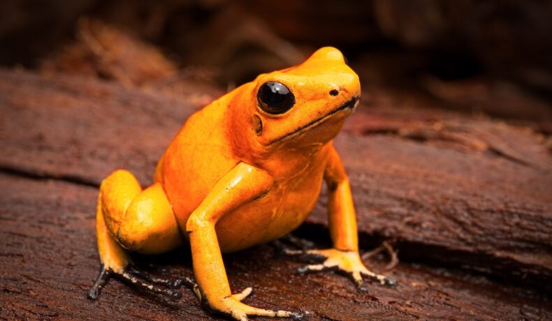 Broasca ”zombie” a fost descoperită în Pădurea Amazoniană. Imagine cu o broască portocalie, care stă pe lemn