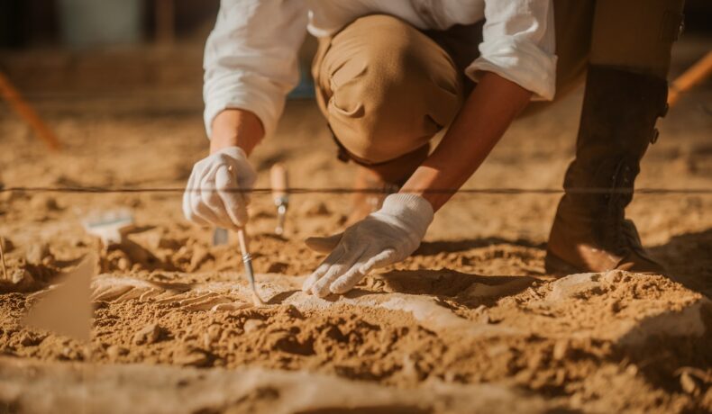Cel mai vechi obiect din lume a fost cioplit dintr-un os de cerb. Un arheolog a dscoperit oase în pământ