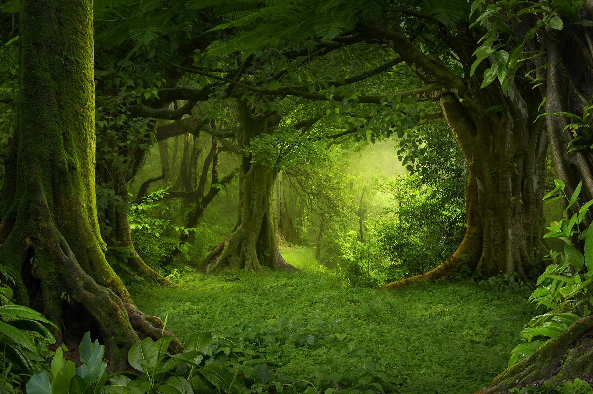 Imagine cu o pădure din Asia de sued-est, foarte verde. Trei copaci mari în imagini, pe margine. Experții studiază cum migrează copacii