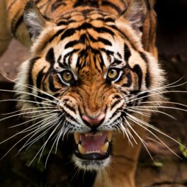Tigru supărat care are gura deschisă și își arată dinții. Oamenii nu sunt atacați mai des de animale din mai multe motive