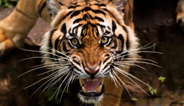 Tigru supărat care are gura deschisă și își arată dinții. Oamenii nu sunt atacați mai des de animale din mai multe motive