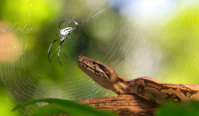Șarpe boa pe o creangă, care se uită la un păianjen mare, care stă pe o plasă. Păianjenii care vânează șerpi au uimit experții