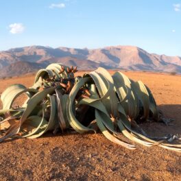 Welwitschia, planta ”care nu poate muri”, în deșertul Namibiei, în perioada în care înflorește