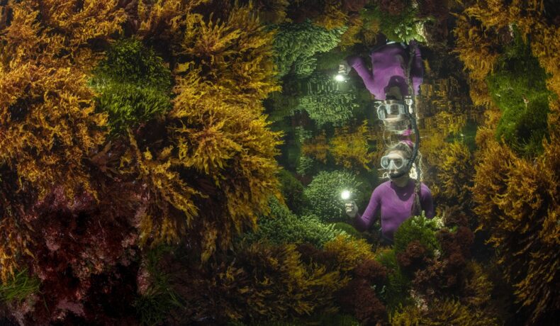 Imagine din consursul Wildlife Photographer of the Year 2021, realizată în australia, în timpul fluxului. Un scafandru îmbrăcat în mov stă printre algele portocalii. A fost desemnată una dintre cele mai bune fotografii cu natura sălbatică în 2021