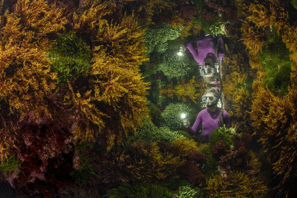Imagine din consursul Wildlife Photographer of the Year 2021, realizată în australia, în timpul fluxului. Un scafandru îmbrăcat în mov stă printre algele portocalii. A fost desemnată una dintre cele mai bune fotografii cu natura sălbatică în 2021