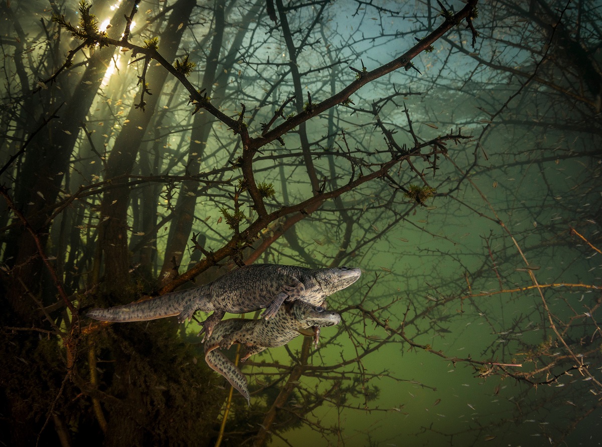 Imagine din concursul Wildlife Photographer of the Year 2021, categoria Comportamente - Amfibieni și Reptile. Două salamandre se împerechează în lac, cu alge în spate