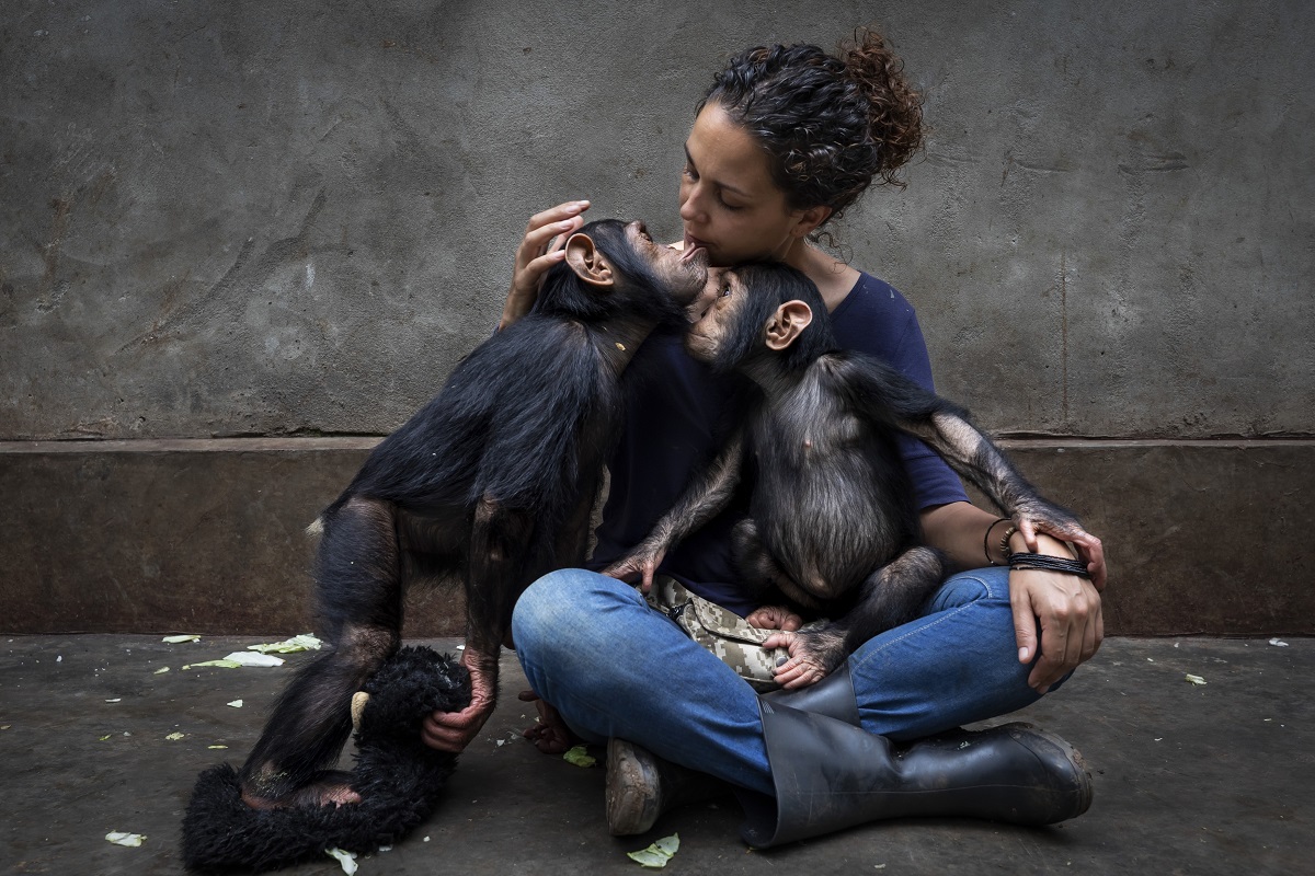Imagine din concursul Wildlife Photographer of the Year 2021, cu directoarea unui centru de reabilitare și doi cimpanzei, care stau în brațele ei
