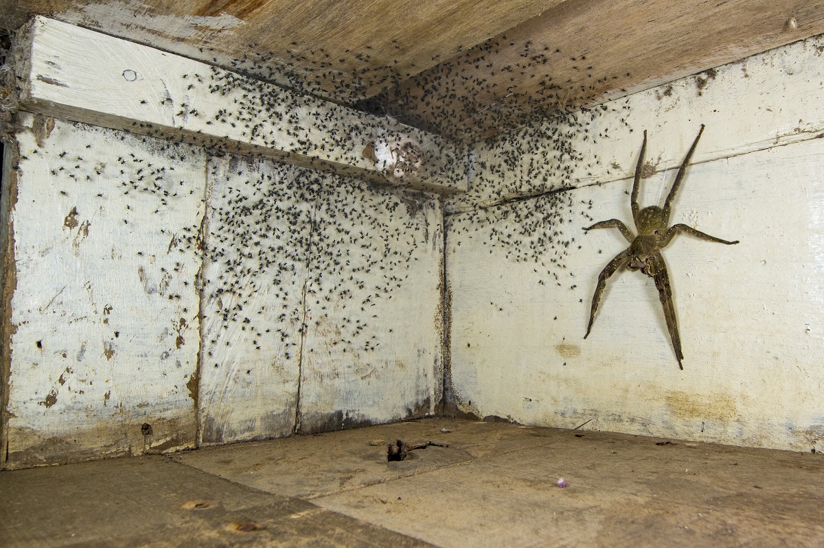 Imagine din consursul Wildlife Photographer of the Year 2021, cu un păianjen imens și puii ei sub pat, pe fundal alb, din lemn sus