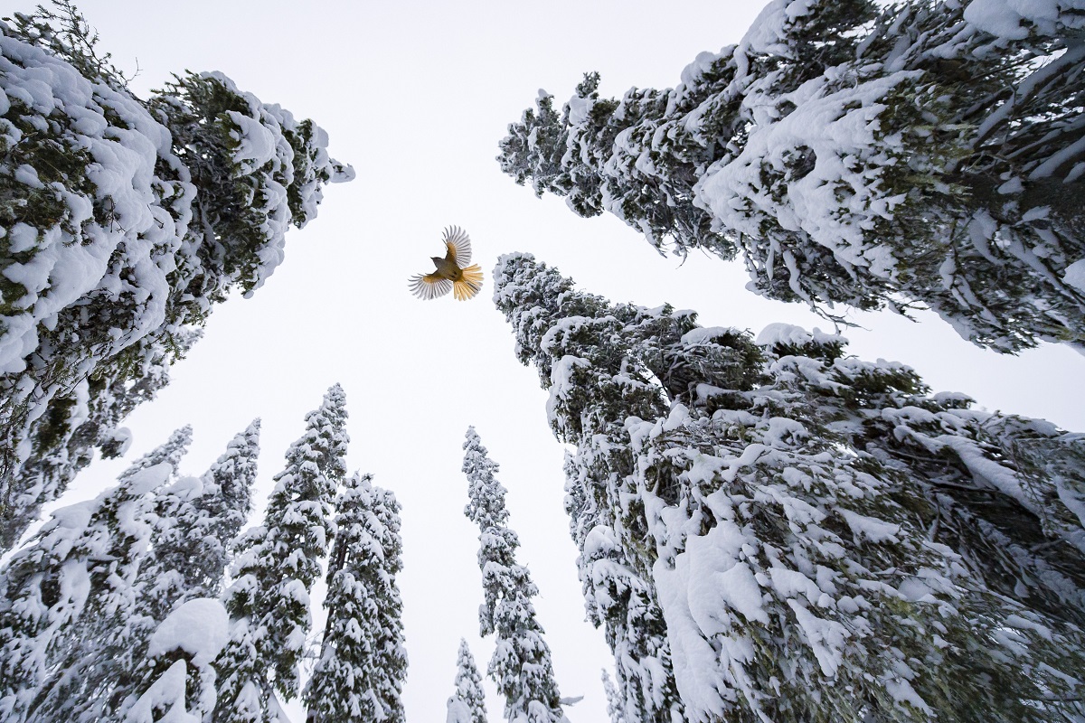Imagine realizată în Finlanda, cu o pasăre în zbor, printre brazii plini de zăpadă, din concursul Wildlife Photographer of the Year 2021