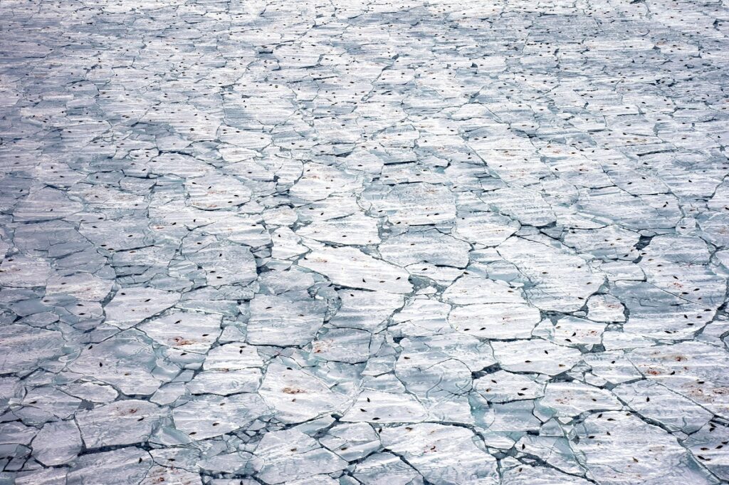 Imagine cu platformă de gheață pe care nasc focile, din competiția Wildlife Photographer of the Year 2021
