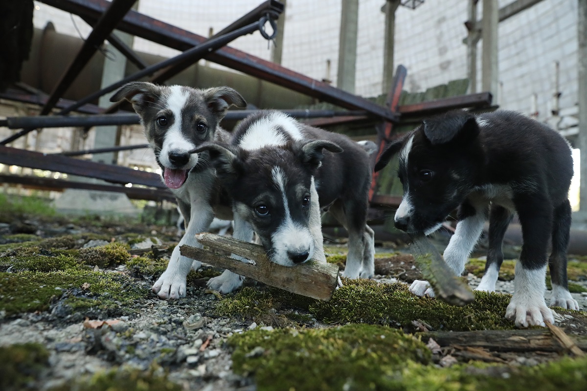 Pui de câine din Prîpeat, orașul de lângă Cernobîl, cu blana albă și neagră