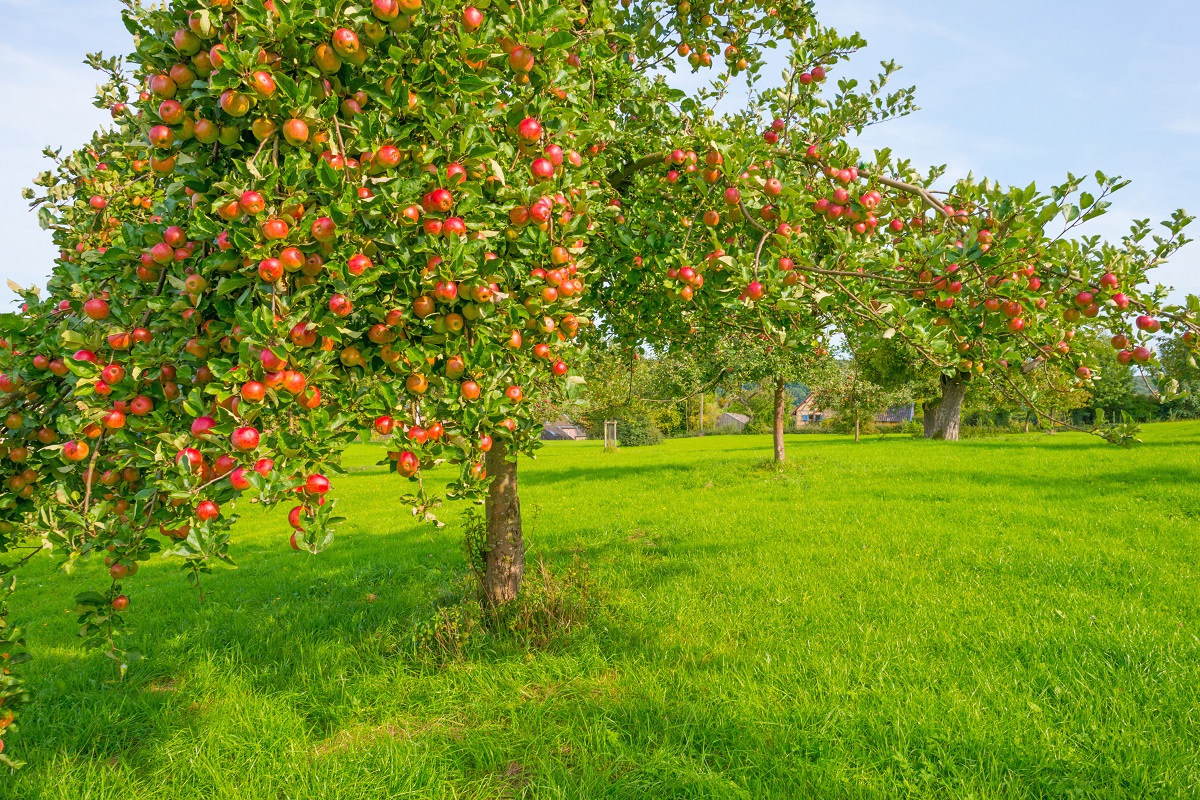 Imagine cu o livadă de mere, cu un pom în focus care are foarte multe fructe. Fundal cu iarbă multă. Nu mulți știu cum migrează copacii