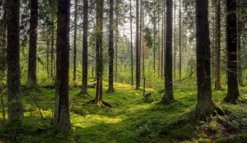Imagin cu o pădure deasă, mulți copaci înalți pe margini, iarbă și mușchi verde pe pământ