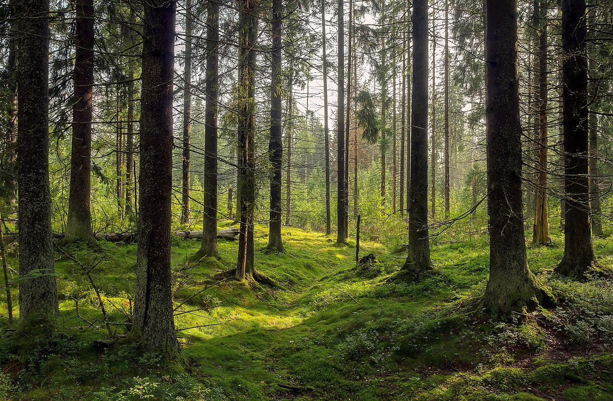 Imagin cu o pădure deasă, mulți copaci înalți pe margini, iarbă și mușchi verde pe pământ