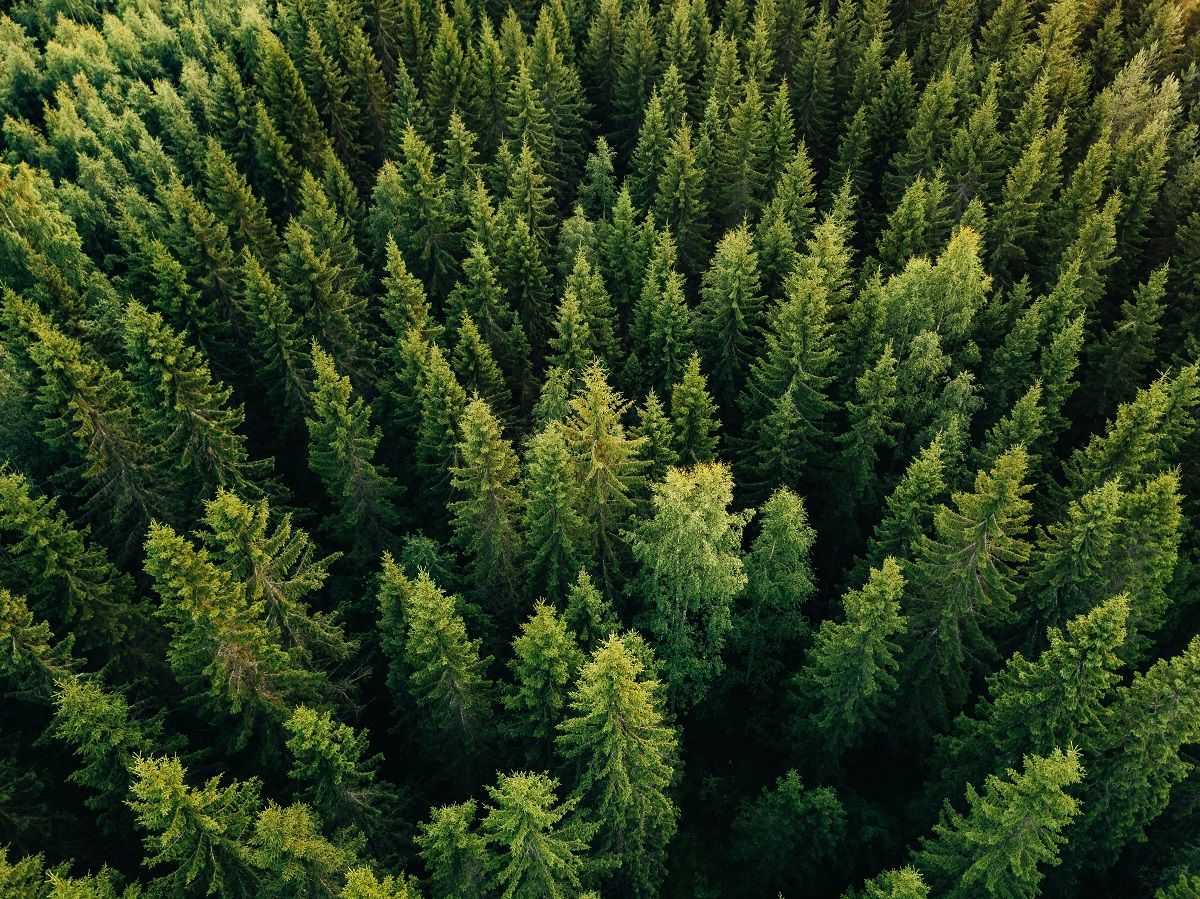 Imagine cu o pădure de brazi, surprinsă din aer. Li se văd vârfurile verzi