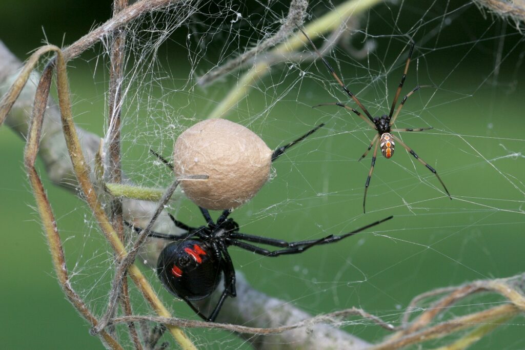 Femelă păianjen văduva neagră, mascul văduva neagră și un cuib de pui, pe o plasă de păianjen. Văduva eagră se numără printre păianjenii care vânează șerpi