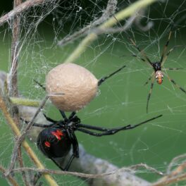 Femelă păianjen văduva neagră, mascul văduva neagră și un cuib de pui, pe o plasă de păianjen. Văduva eagră se numără printre păianjenii care vânează șerpi