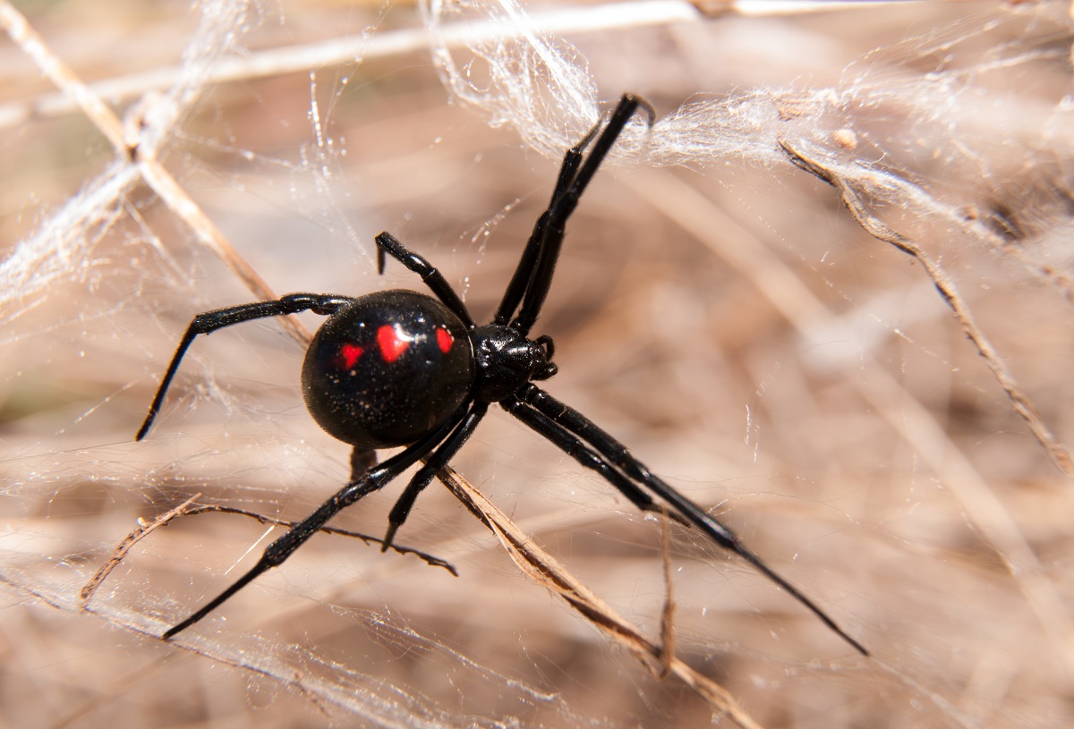 Păianjen văduva neagră pe o plasă de păianjen. Are corpul negru și semne cu roșu pe spate