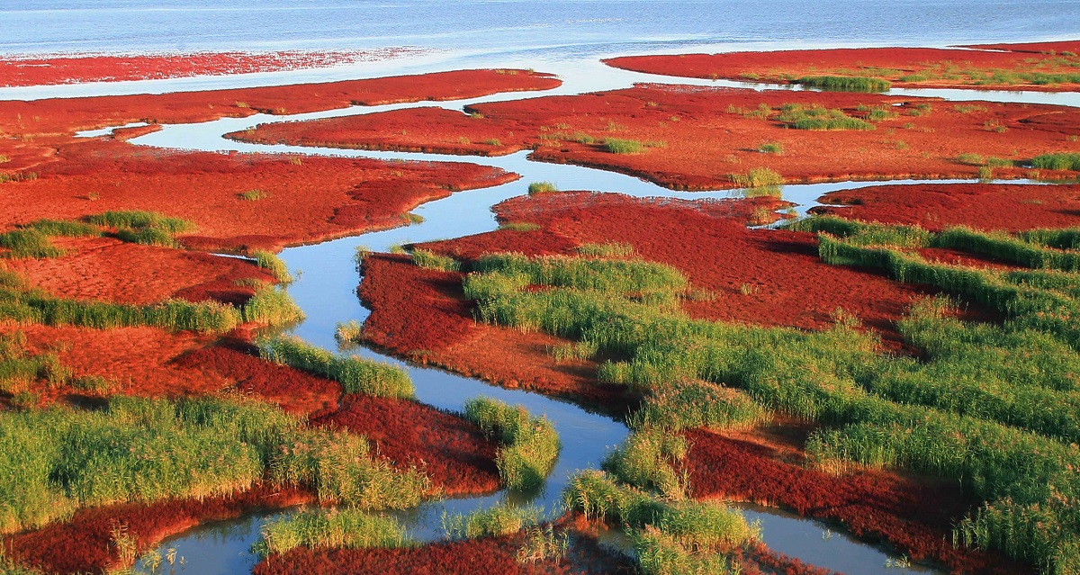 Plaja Roșie din China, cu apă și verdeață printre plantele de culoare roșie