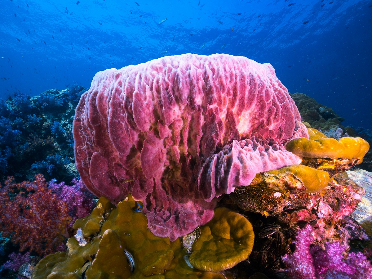 Spongier roz din Oceanul Pacific, în recif. Pe fundal e oceanul albastru, sub el sunt alți spongieri, de culoare portocalie