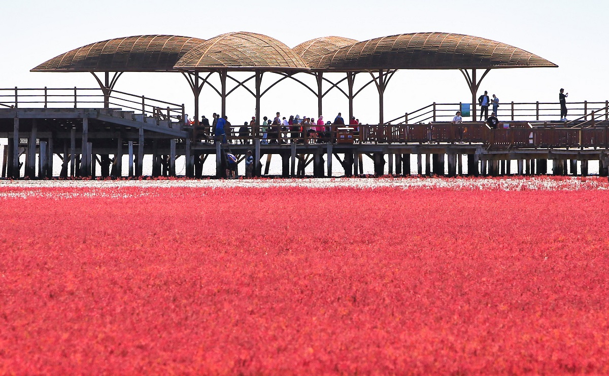 Turiști adunați pe un ponton din lemn, care admiră Plaja Roșie din China