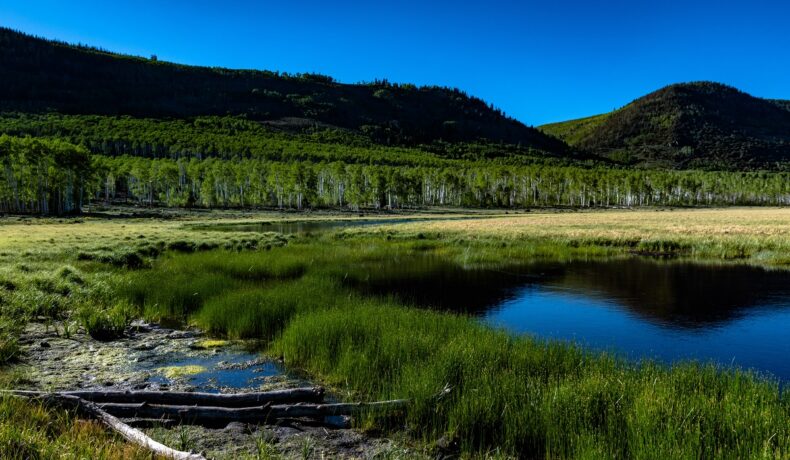 Cel mai mare organism din lume, Pando, fotografiat de pe marginea unui lac, cu munții pe fundal și cerul albastru