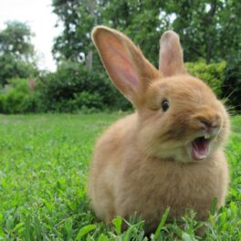 Un iepure brun, care stă într-un câmp verde și are gura deschisă. Nu e cel mai rar iepure din lume