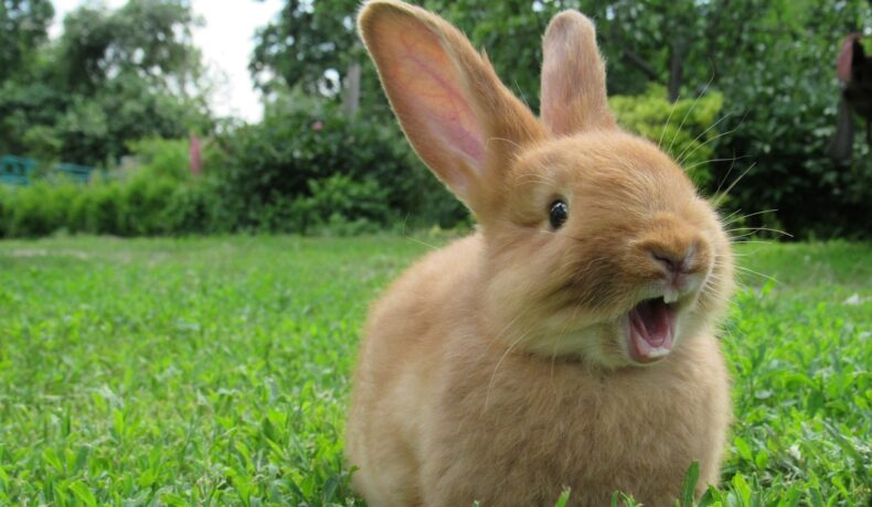 Un iepure brun, care stă într-un câmp verde și are gura deschisă. Nu e cel mai rar iepure din lume