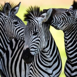 Trei zebre care stau una lângă alta și își freacă gătul și capul una de alte. Potrivit experților, zebrele sunt negre cu dungi albe