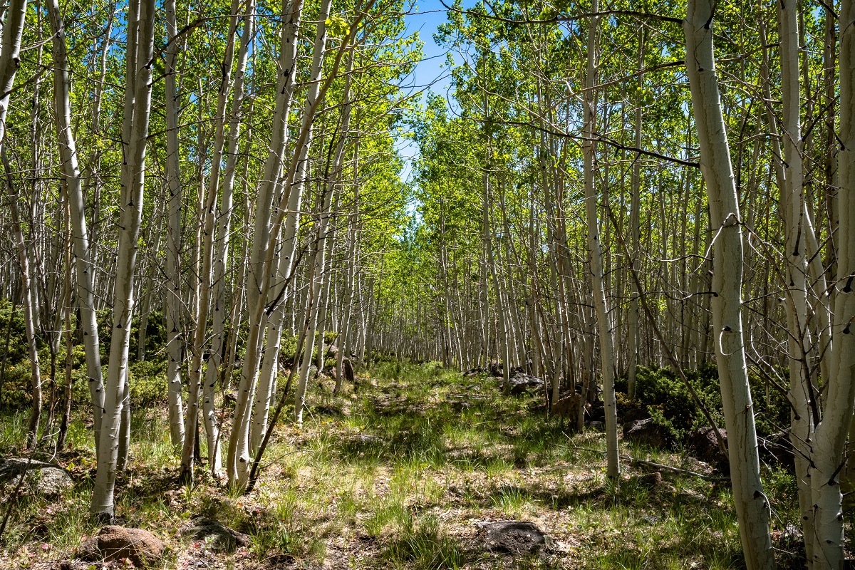 cel mai mare organism din lume, Pando, fotografiat de la nivelul solului din pădure. Frunzele sunt verzi, cerul e albastru