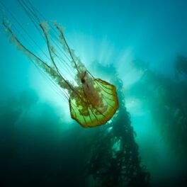 Unele dintre cele mai neobișnuite animale marine găsite în oceane în 2021 au fost observate la adâncimi impresionante. În imagine se vede o meduză galbenă, în apă, cu alge pe fundal