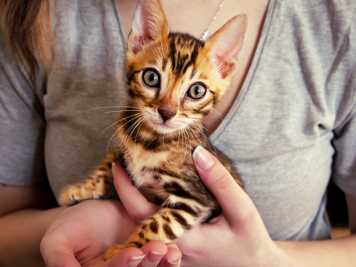 Pisică bengal, una dintre cele mai scumpe rase de pisici din lume, ținută în brațe