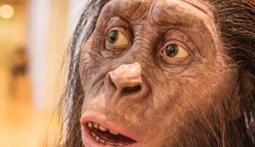 Australopithecus afarensis, un strămoș uman, în Natural Science Museum, din Italia. Se vede capul specimenului, cu părul lung. Urmele misterioase ale unui strămoș uman au îngrijorat experții