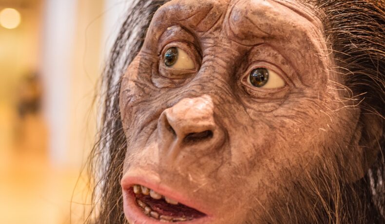 Australopithecus afarensis, un strămoș uman, în Natural Science Museum, din Italia. Se vede capul specimenului, cu părul lung. Urmele misterioase ale unui strămoș uman au îngrijorat experții