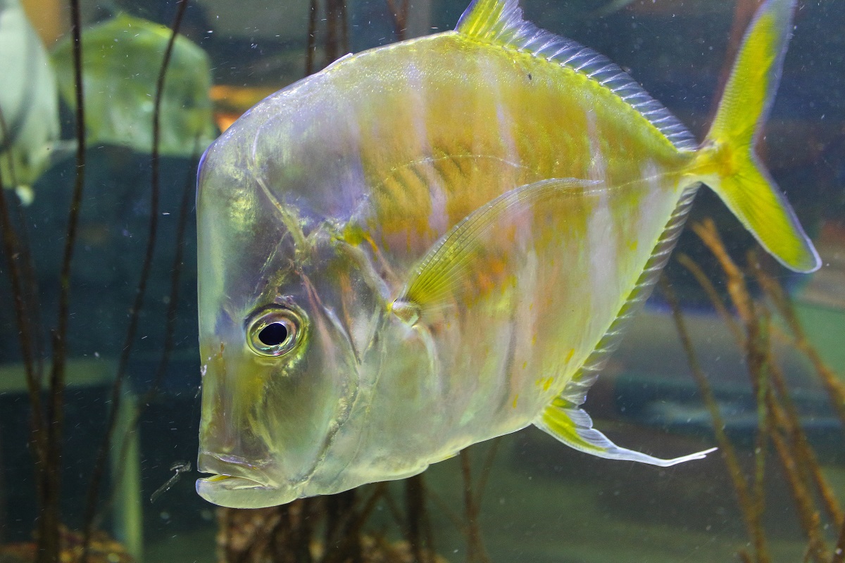 Pește Opah, moonfish, în apă, cu solzi argintii și galbeni. Un specimen se numără printre cele mai neobișnuite creaturi găsite pe plajă în 2021