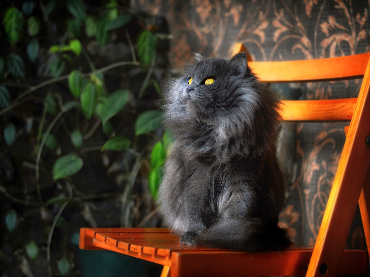 Pisică persană de culoare gri, care stă pe un scaun din lemn portocaliu, cu plante pe fundal
