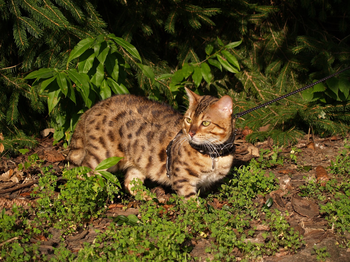 Pisică Savannah, ținută în lesă neagră, în natură
