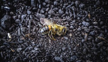 Albină moartă, pe pământ, un fundal negru. Imagine emblematică pentru cea de-a șasea extincție în masă