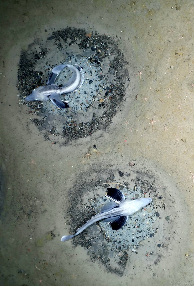 Pești de gheață, care protejează cuiburile, din colonia descoperită în Oceanul Antarctic