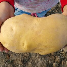 Un copil care ține un cartof imens în mână, cu pământ pe fundal. Cel mai mare cartof din lume aparține, de fapt, altei specii