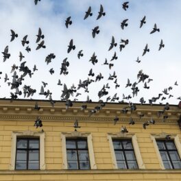Stol de păsări care zboară în apropierea unei clădiri bej, cu cerul pe fundal. Experții au aflat de ce s-a izbit un stol de păsări de o casă