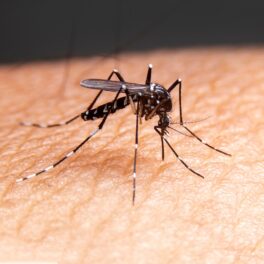 Un țânțar negru, care se află pe piele. Două miliarde de țânțari modificați genetic vor fi eliberați în SUA