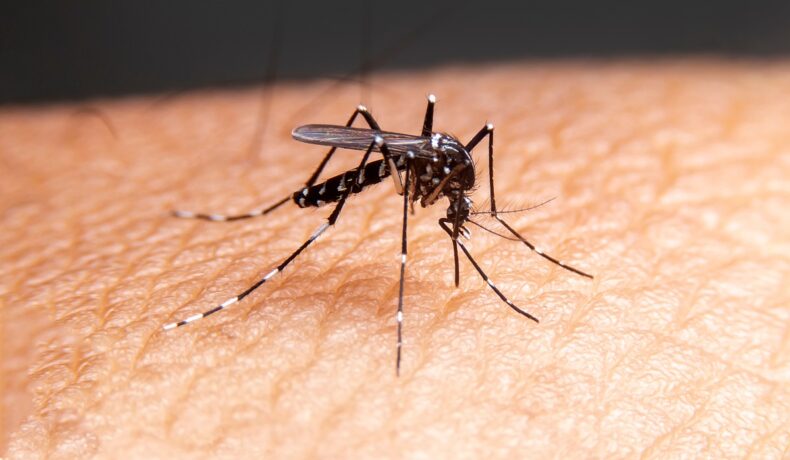 Un țânțar negru, care se află pe piele. Două miliarde de țânțari modificați genetic vor fi eliberați în SUA